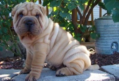 chines shar pei puppies ready for sale