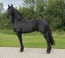powerful friesian horse for sale