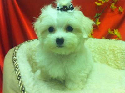 Adorable Male and Female Maltese   Puppies  for adoption