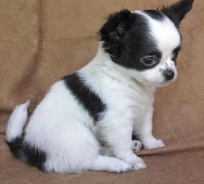 Chihuahua Puppies For Sale.
