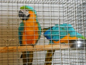Talkative Blue and Gold Macaw Parrots Now Ready For Re-homing
