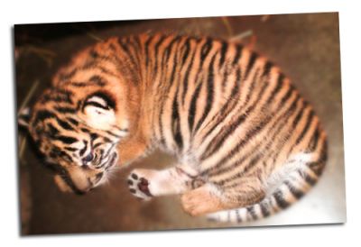cute tiger cubs for sale