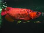 Beauty Asian fish farm and store supply Arowana fishes worldwide