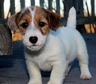Awesome Jack Russell Terriers puppies