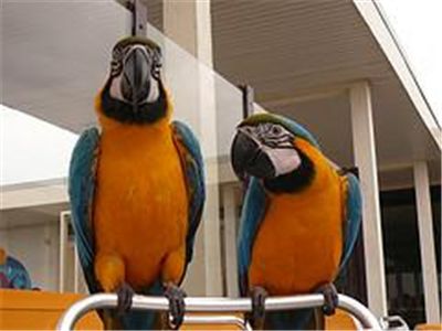 Macaw Parrots for Adoption