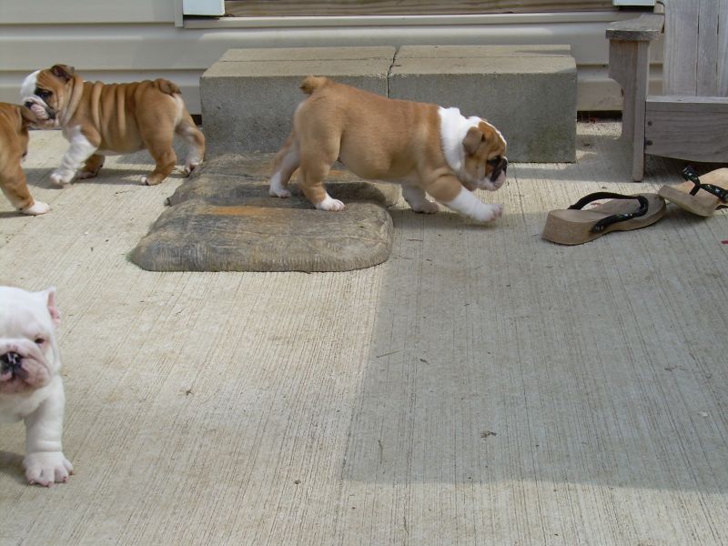  Gorgeous English Bulldog Puppies