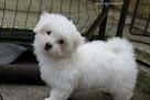 male  Maltese  puppy for sale