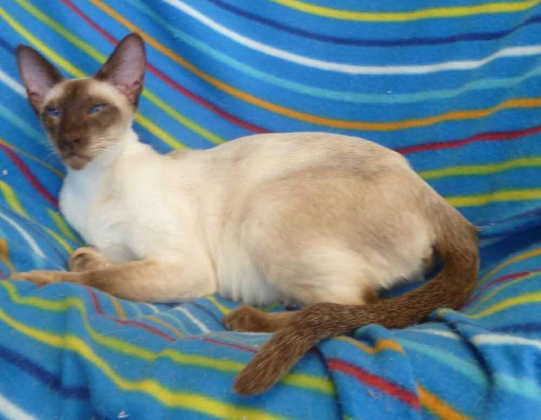 Siamese Chocolate Pt. Female Adult