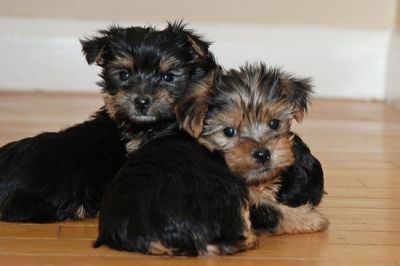 Cute Pure breed Yorkshire-terrier puppies are ready to go out to a good and caring home,