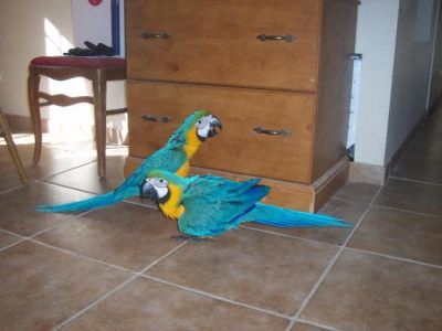 TONY MY PARROTS CAN TALK AND IS READY TO GO INTO HIS NEW HOME