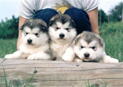 Healthy Coming Alaskan Malamute Puppies Ready.