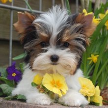 Xmas home trained tea cup yorkie puppy now available