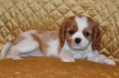 Cavalier King Charles Spaniel Puppies For Sale 