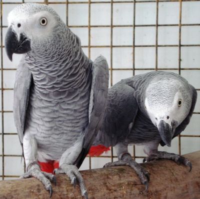 Excellent Talkative African Grey Parrots For Good Homes