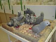 .................African grey parrot..........