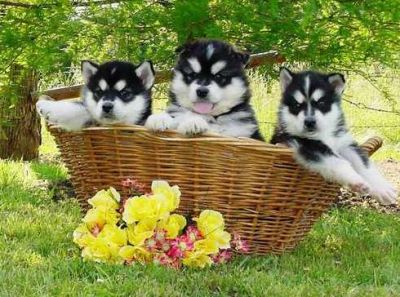 alaskan malamute puppies available for sale