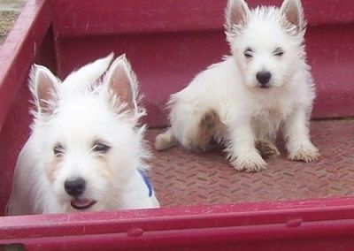 Adorable West Highland Terrier Puppies For Sale