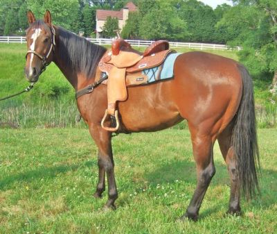 Beautiful horse ready for adoption