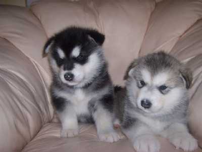 best Alaskan Malamute puppies.