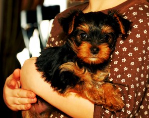Two gorgeous Yorkie puppies remaining for adoption