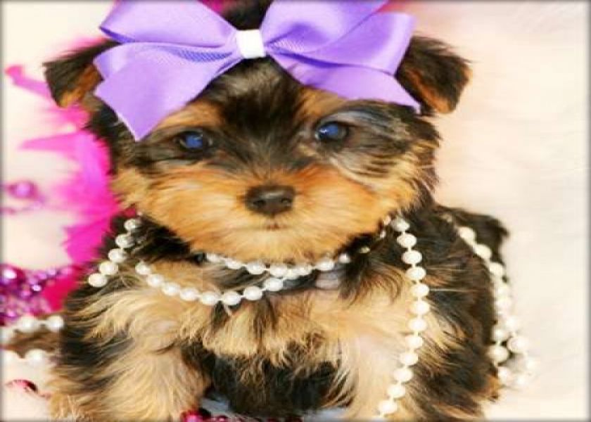 Amazing Yorkie Puppies for sale .