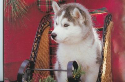 Siberian Husky puppy A M1