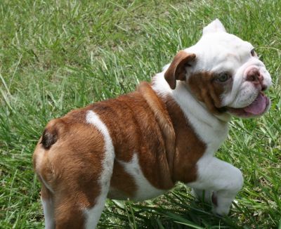 Healthy Male and Female English  Bulldog Puppies