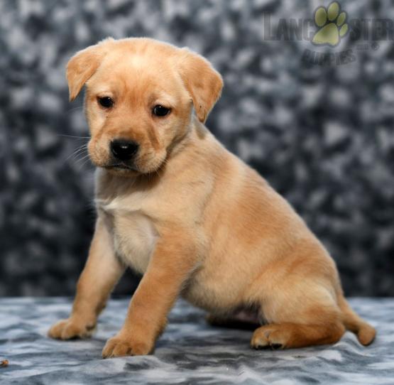 Lab Retriever Puppies Available