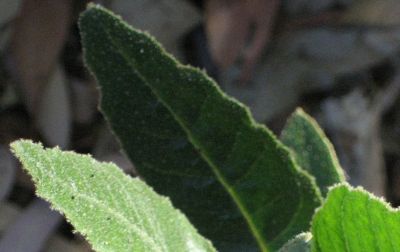 Continental Cleaners Ph 0420 270 260 Expert End of Lease Carpet Cleaning