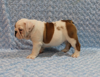 Adorable English Bulldog puppies for adoption