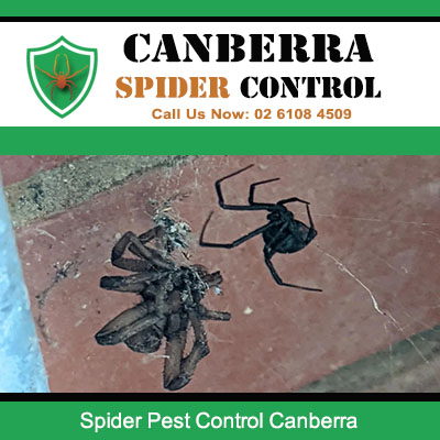 Canberra Spider Control
