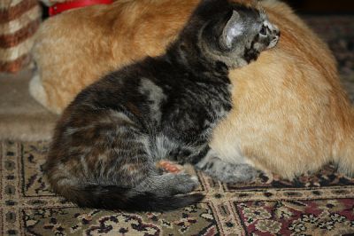 Manx Kitten 8 weeks old Ginger/grey/Tabby Wormed/kitty litter trained