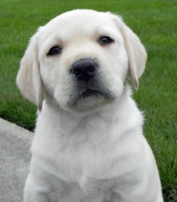 Labrador Retriever Puppies For Sale