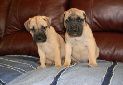 ENGLISH BULLMASTIFF  PUPPIES 