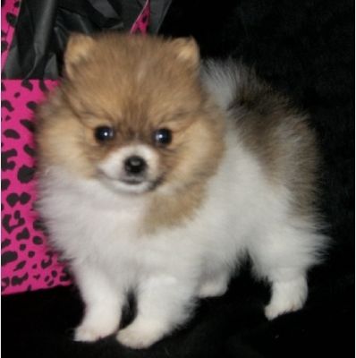 adorable pomeranian puppies for adoption 