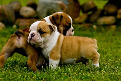 Pair of English Bull Puppies Available for sale Pair of English Bull Puppies 