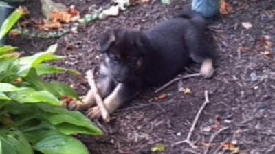 Smart White German Shepherd Puppies for Adoption
