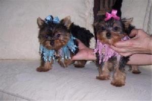 Cute And Adorable male And Female Teacup Yorkie Puppies