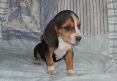  adorable  beagle Puppies for adoption