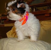 Excellent Teacup Yorkie Puppies For Free Adoption