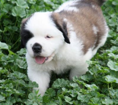 SAINT BERNARD PUPPIES 