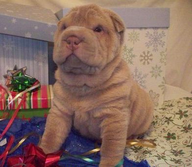 Beautiful Chinese Shar-Pei Puppies for sale.