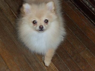 Charming Pomeranian Puppies For Sale