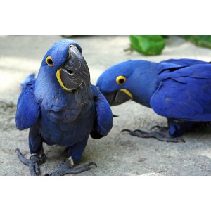 GORGEOUS   for sale hyacinth macaw parrots ,