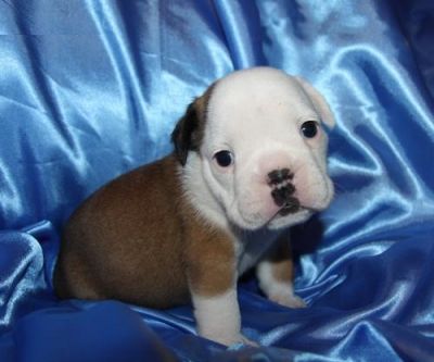 Adorable English Bull Dog puppy for Re--homing