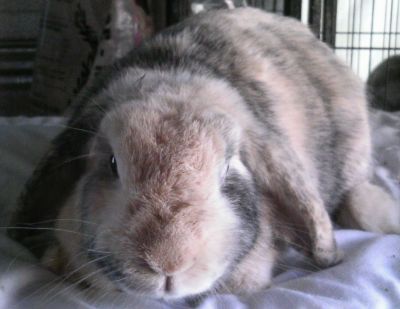 Harlequin Lops For Sale