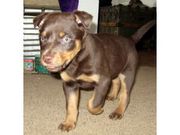 cute australian kelpie puppies for adoption