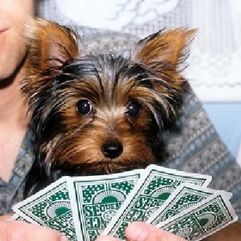 Tiny Gorgeous Yorkie puppies for adoption .