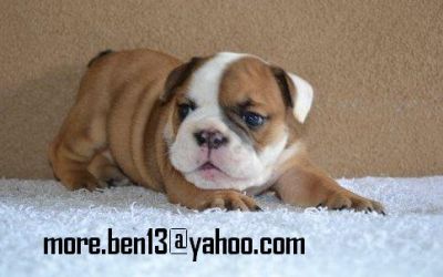 Gorgeous English Bulldog Puppies for Adoption