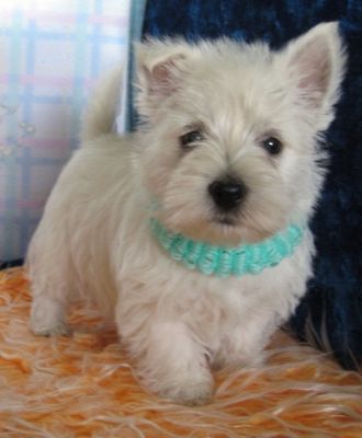 Lovely West Higland Terrier Puppies For Sale Now
